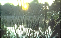 Reeds growing in stream