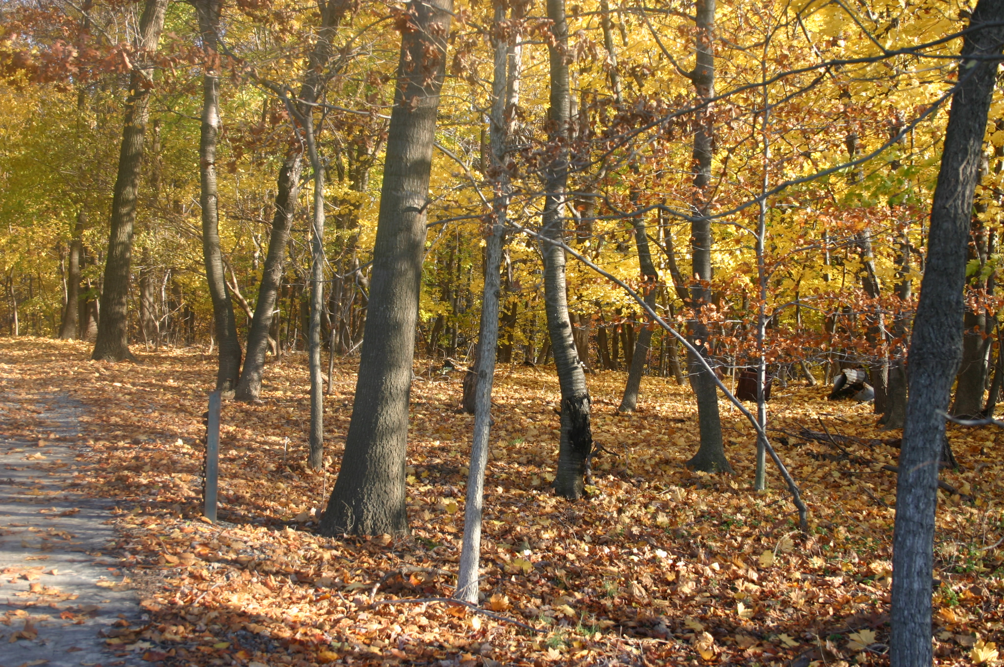 Maryland Forest Conservation And Management Program