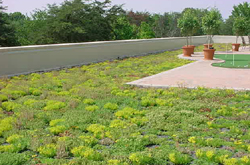 green roof