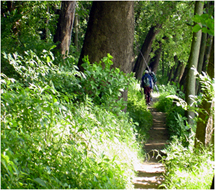 Man hiking in woods