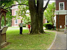 Basswood tree