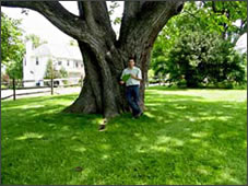 Northern Catalpa tree