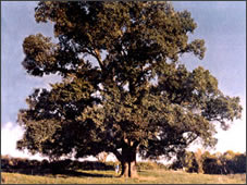 English Elm