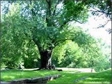 Silver Maple tree