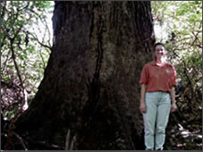 Tulip tree