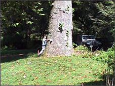 "Bicentennial" Sycamore tree