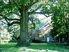 Tulip tree