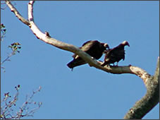 Turkey Vultures