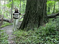 Northern Red Oak tree