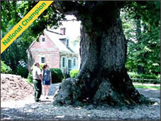 National Champion White Oak tree