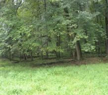 Category I Forest