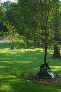 New trees
