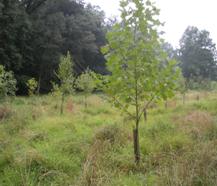 Forest planting site