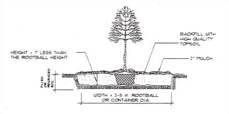 Disturbed Soil Specifications