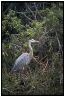 Heron