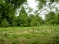 Rock Creek Park forest planting