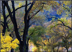 Tree canopy